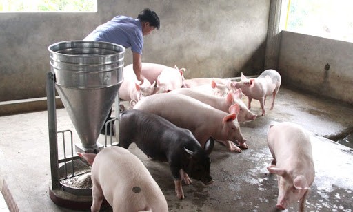 Bắc Giang: Hỗ trợ phí bảo hiểm nông nghiệp đối với chăn nuôi lợn